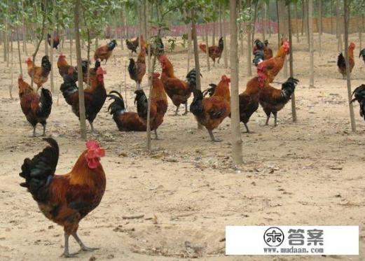 野山鸡养殖技术以及饲料配方？