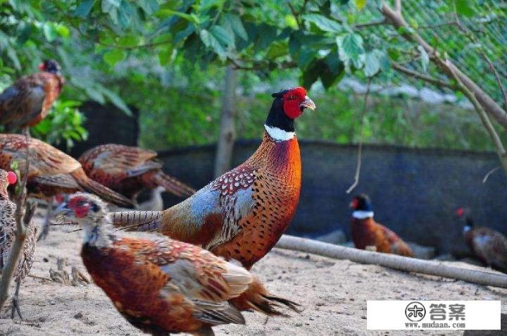 野山鸡养殖技术以及饲料配方？