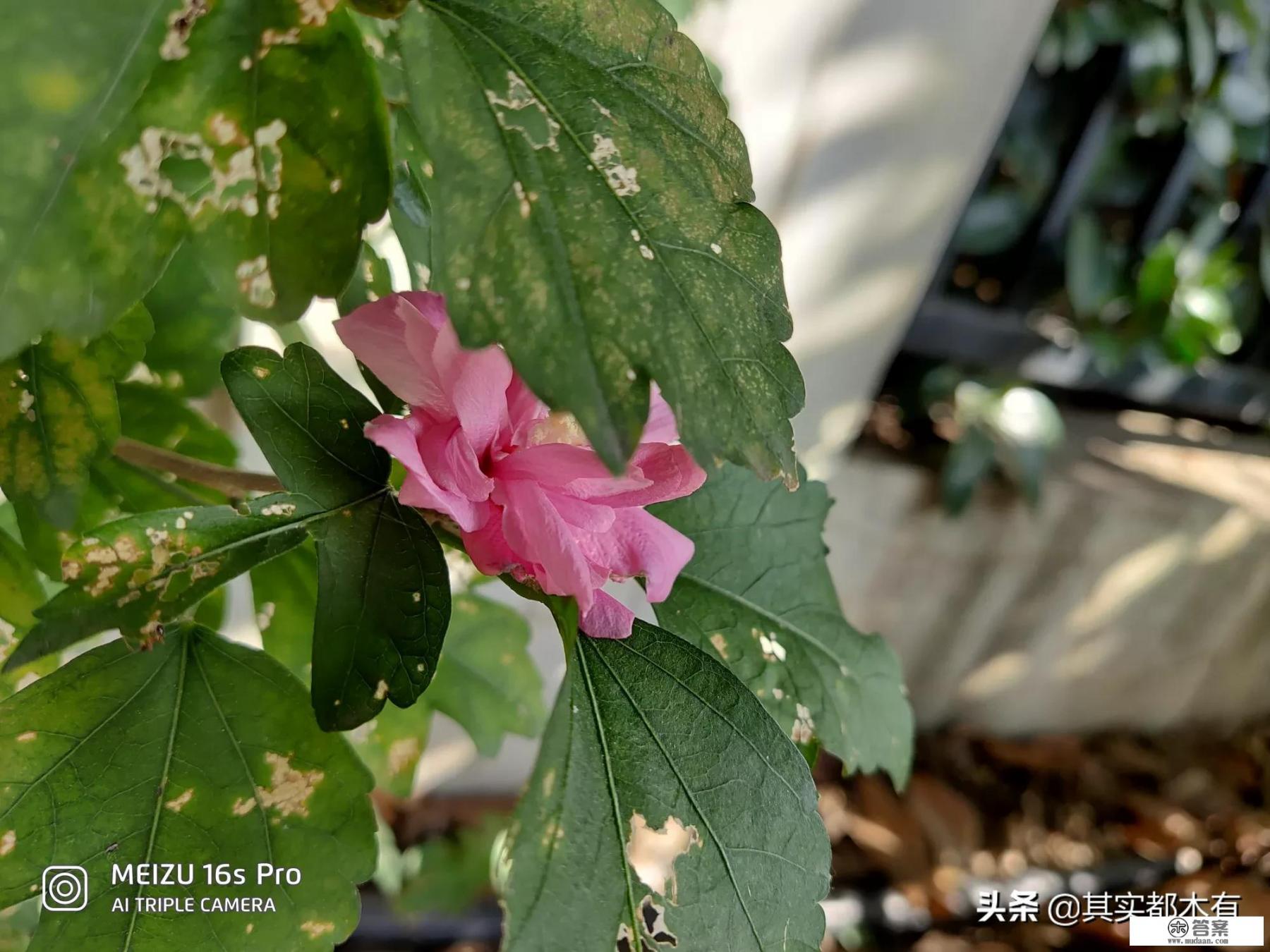 魅族18和魅族16spro尺寸大小？