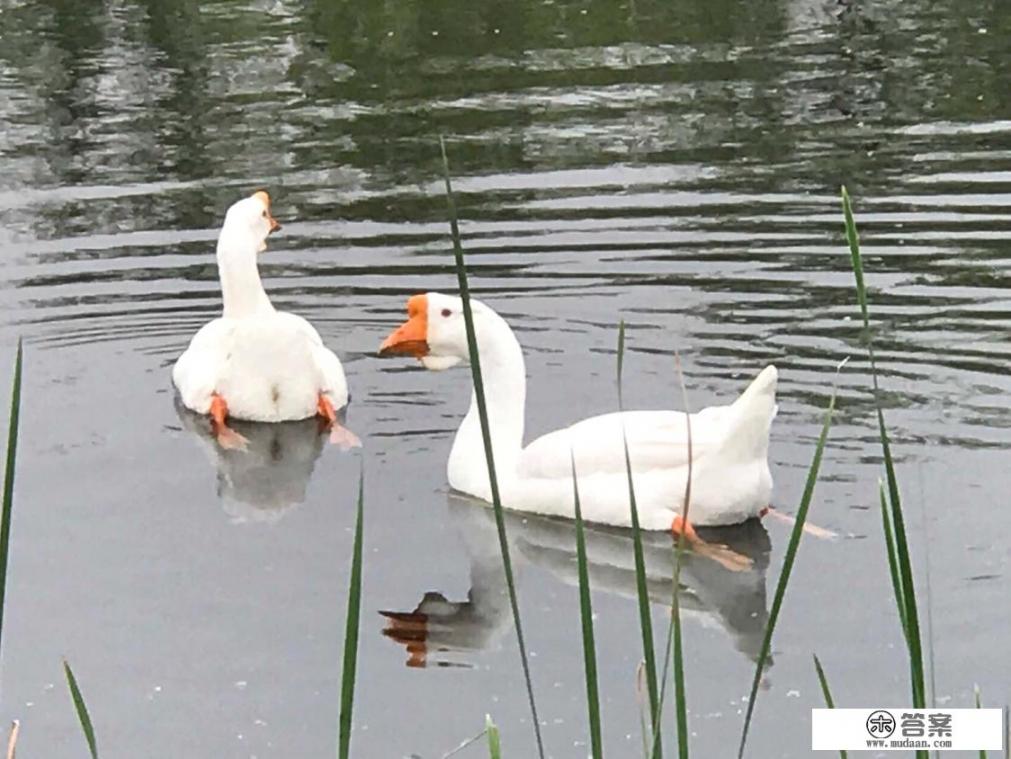 武汉园博园有什么玩的？