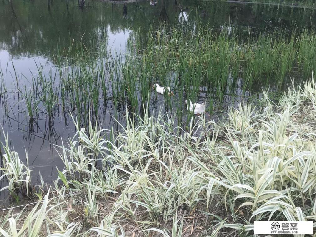 武汉园博园有什么玩的？