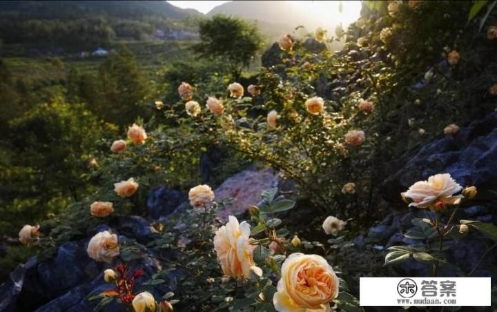 信用卡能逾期几天？