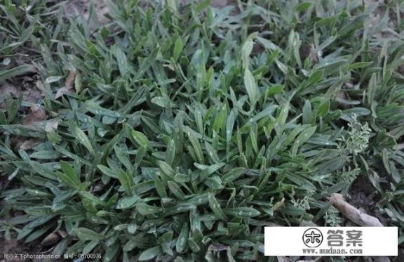 面条菜长什么样？