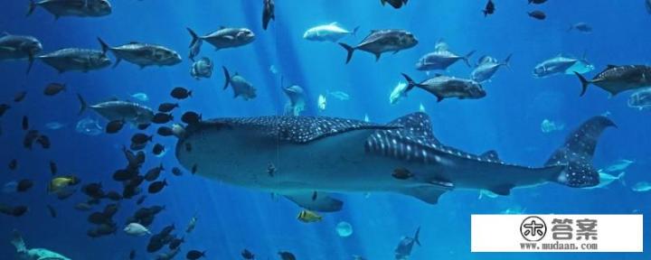 海洋馆里的鱼有哪些？