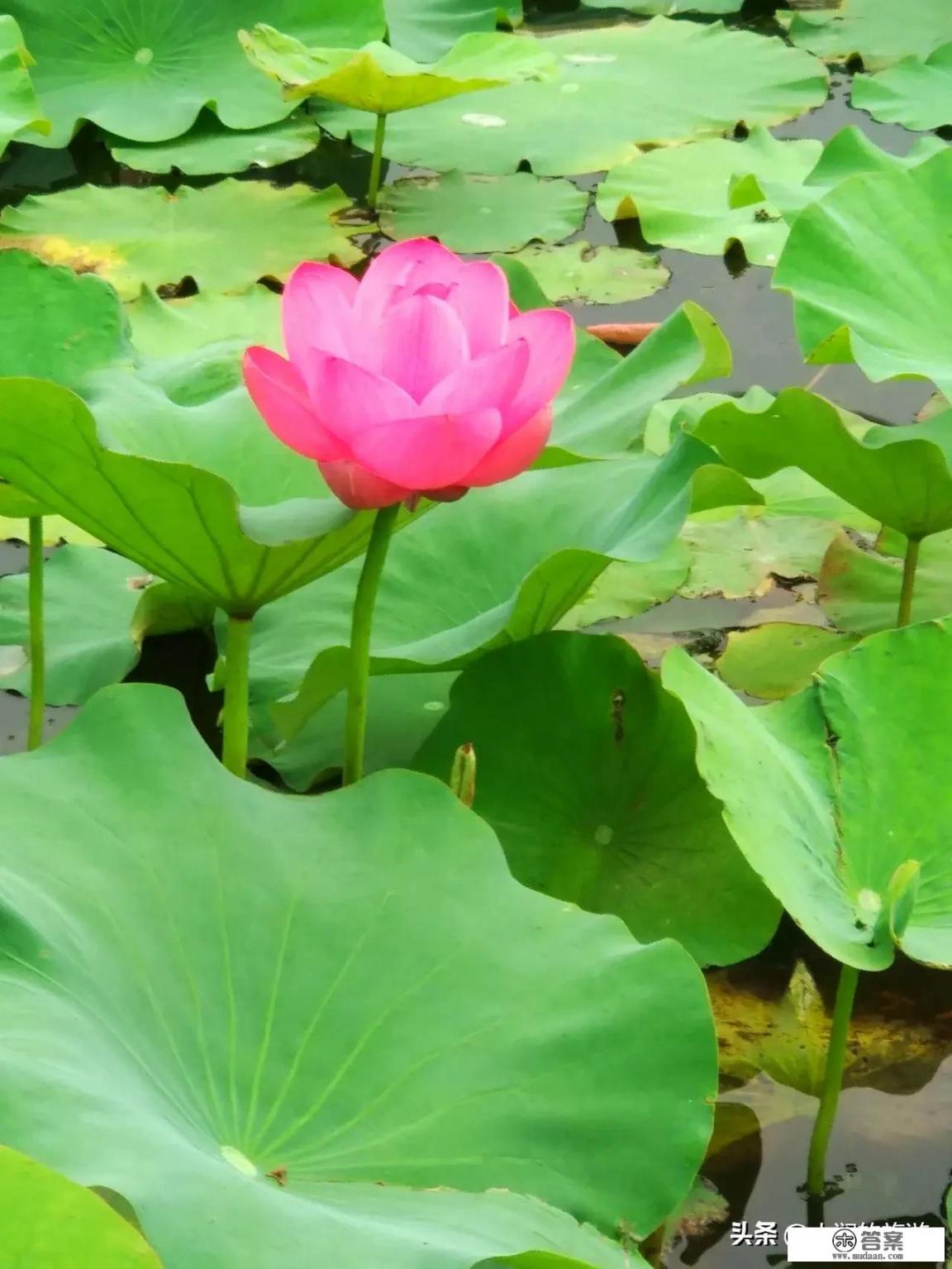 描写西湖荷花的诗？