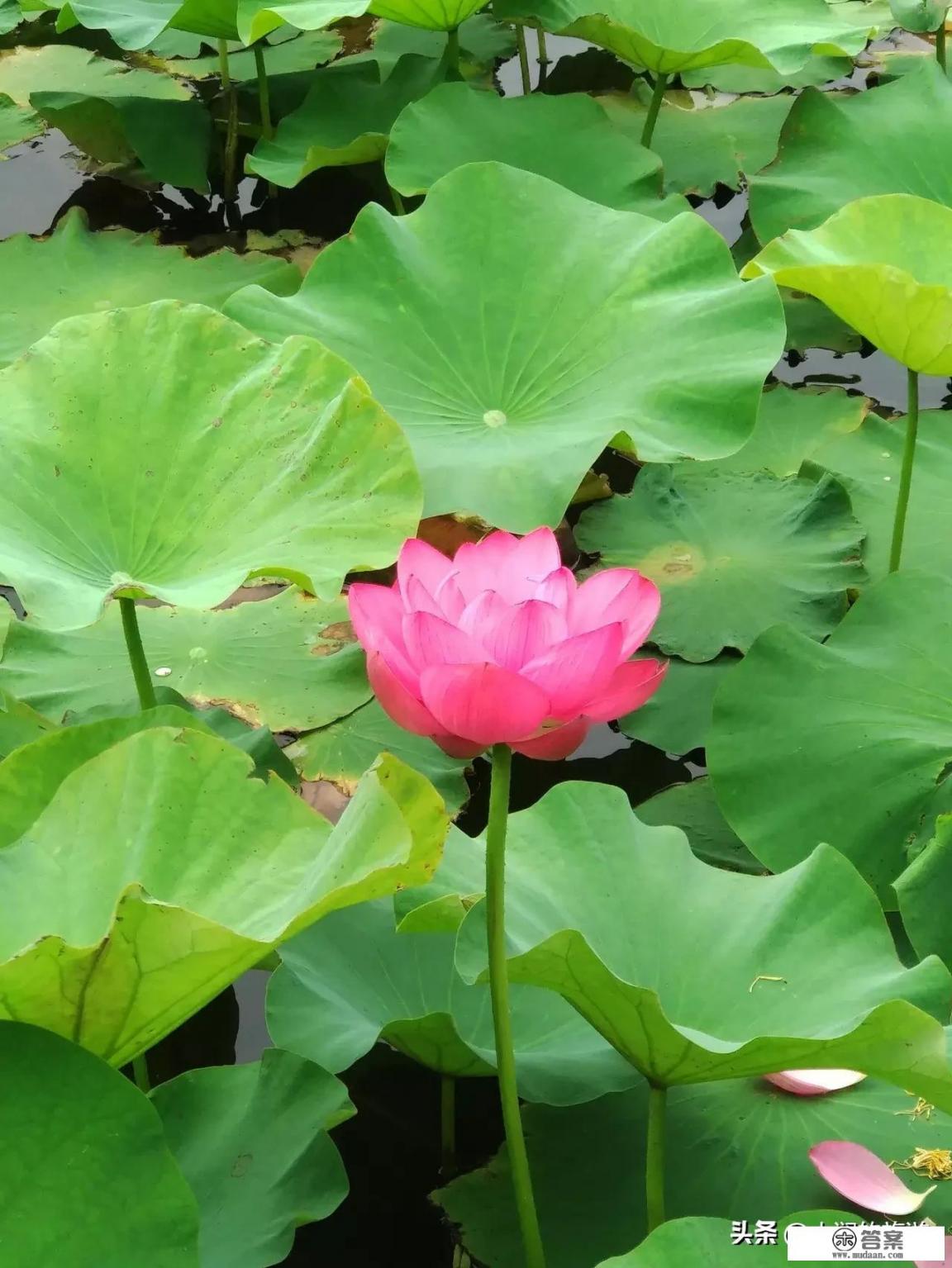 描写西湖荷花的诗？