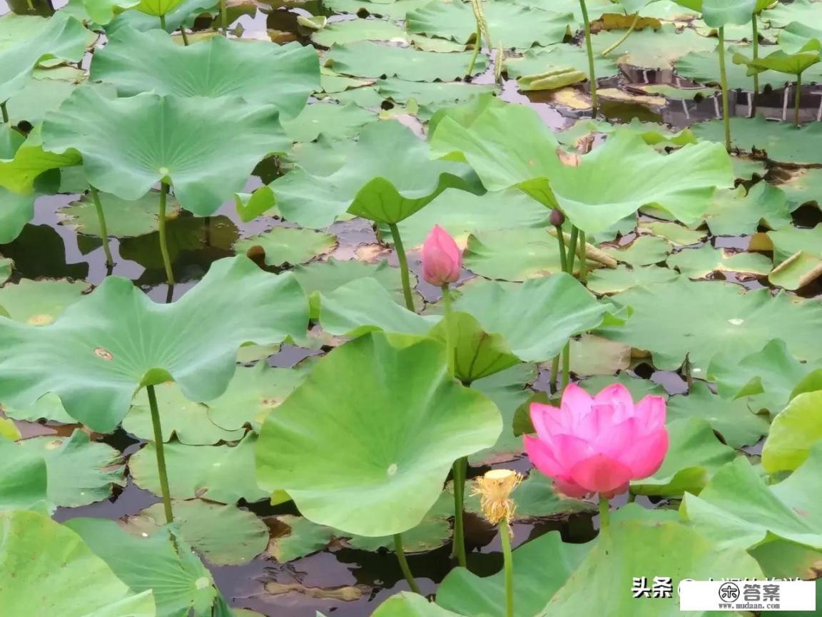 描写西湖荷花的诗？