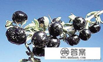 人吃了黑枸杞有什么好处？
