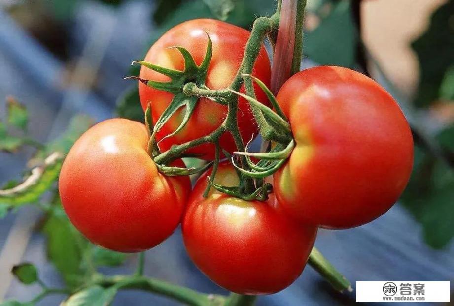 哪种食物抗氧化能力最强？