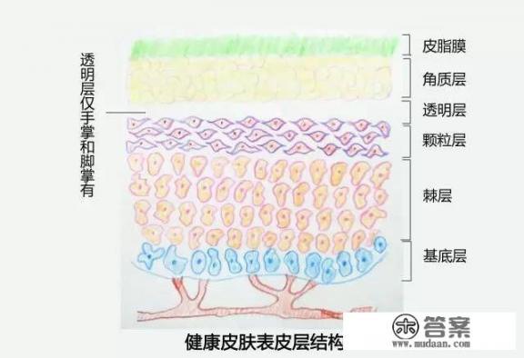 人的皮肤有多薄？