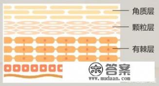 人的皮肤有多薄？