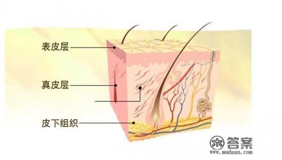 人的皮肤有多薄？