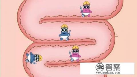 益生菌是什么了？