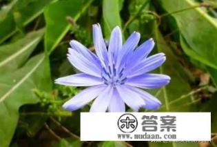 菊苣什么意思？