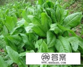 菊苣什么意思？