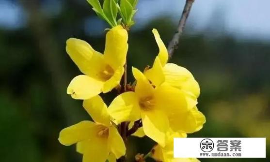 星露谷物语春天攻略？