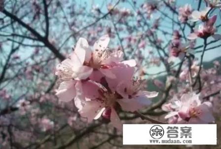 星露谷物语春天攻略？