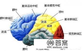 大脑在中医里，算是脏还是腑，还是都不算？