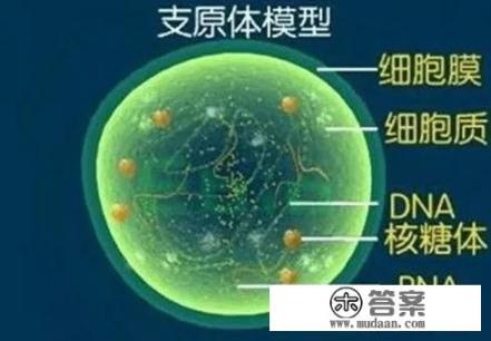 支原体感染是怎么回事？