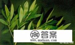 欧洲传说中的“没药”真实存在吗?有什么用? 欧洲传说中的“没药”真实存在吗?有什么用?