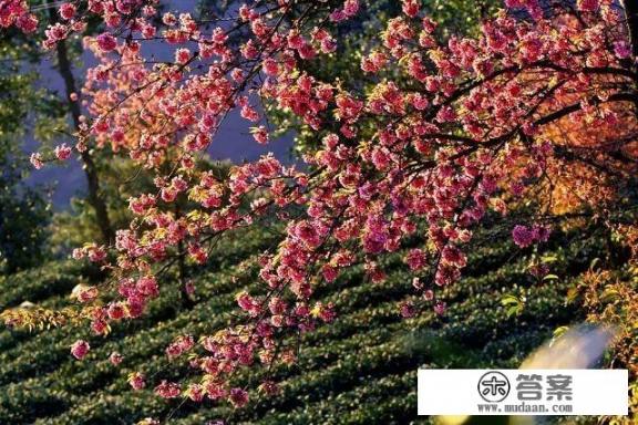 11月份适合去那玩？