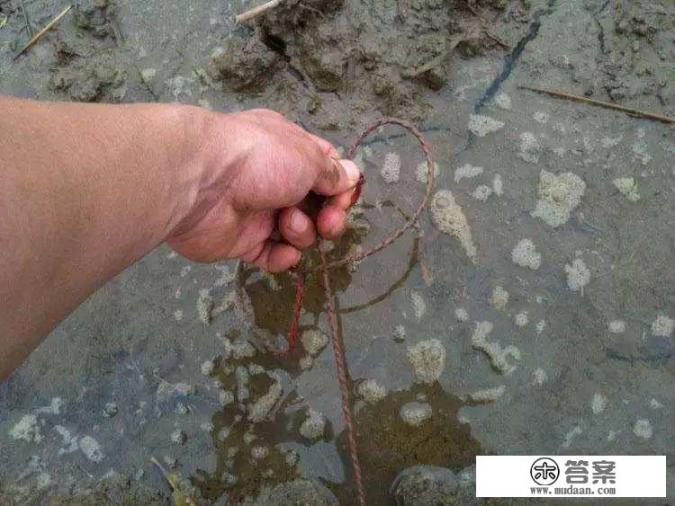 黄鳝为什么不怕蛇？