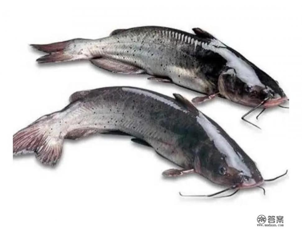 鲶鱼和叉尾的区别图片对比？