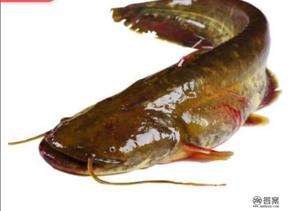 鲶鱼和叉尾的区别图片对比？