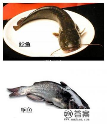鲶鱼和叉尾的区别图片对比？