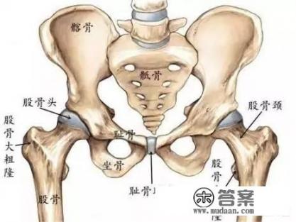 髋关节在什么部位？