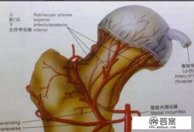 髋关节在什么部位？