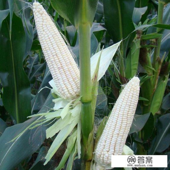 黑玉米和白玉米哪个营养价值好？减肥吃哪个好？