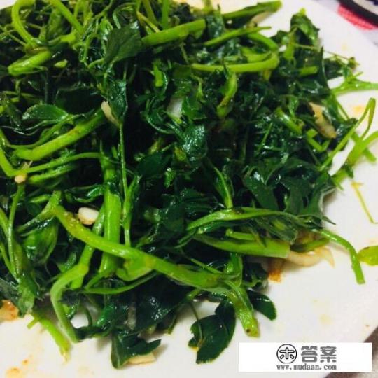 菊花脑的家常做法？