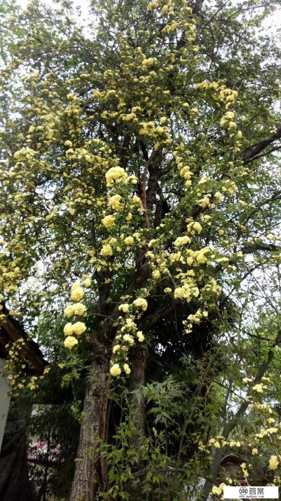 亚克力室外花箱哪里购买? 亚克力室外花箱哪里购买?