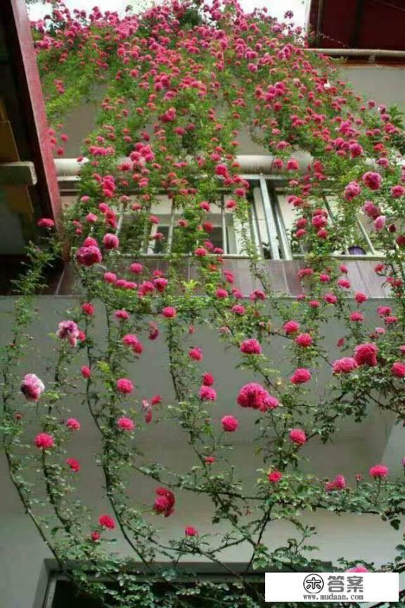 亚克力室外花箱哪里购买? 亚克力室外花箱哪里购买?