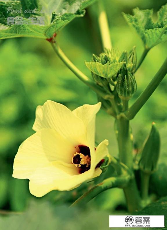 秋葵开什么花?
