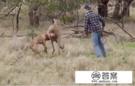 澳大利亚有袋鼠吗？