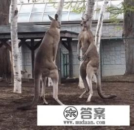 澳大利亚有袋鼠吗？