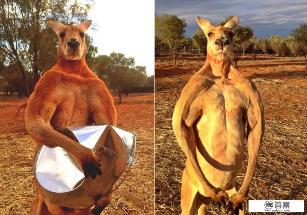 澳大利亚有袋鼠吗？