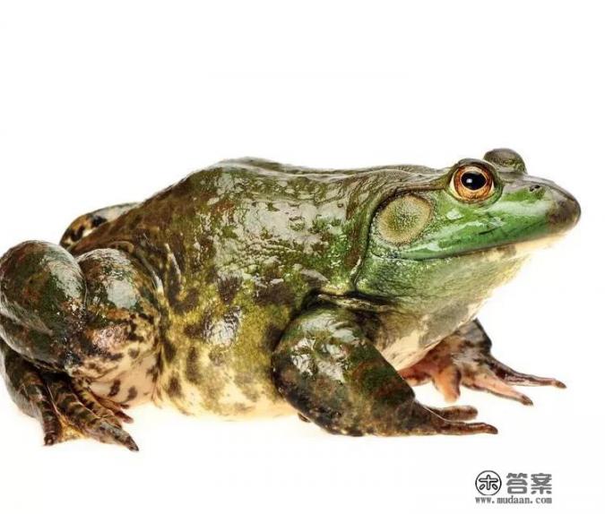 有吃过“牛蛙”的人吗？这东西好吃吗，胃不好的人能吃吗？