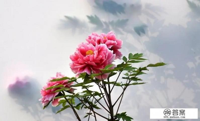 2023年洛阳牡丹节是什么时候？