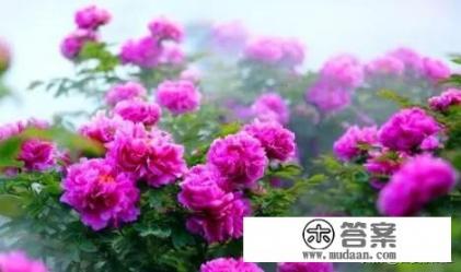 2023年洛阳牡丹节是什么时候？