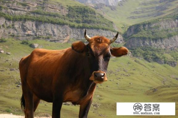 牛黄是怎么形成的? 牛黄是怎么形成的?