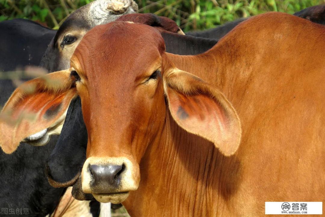 牛黄是怎么形成的? 牛黄是怎么形成的?