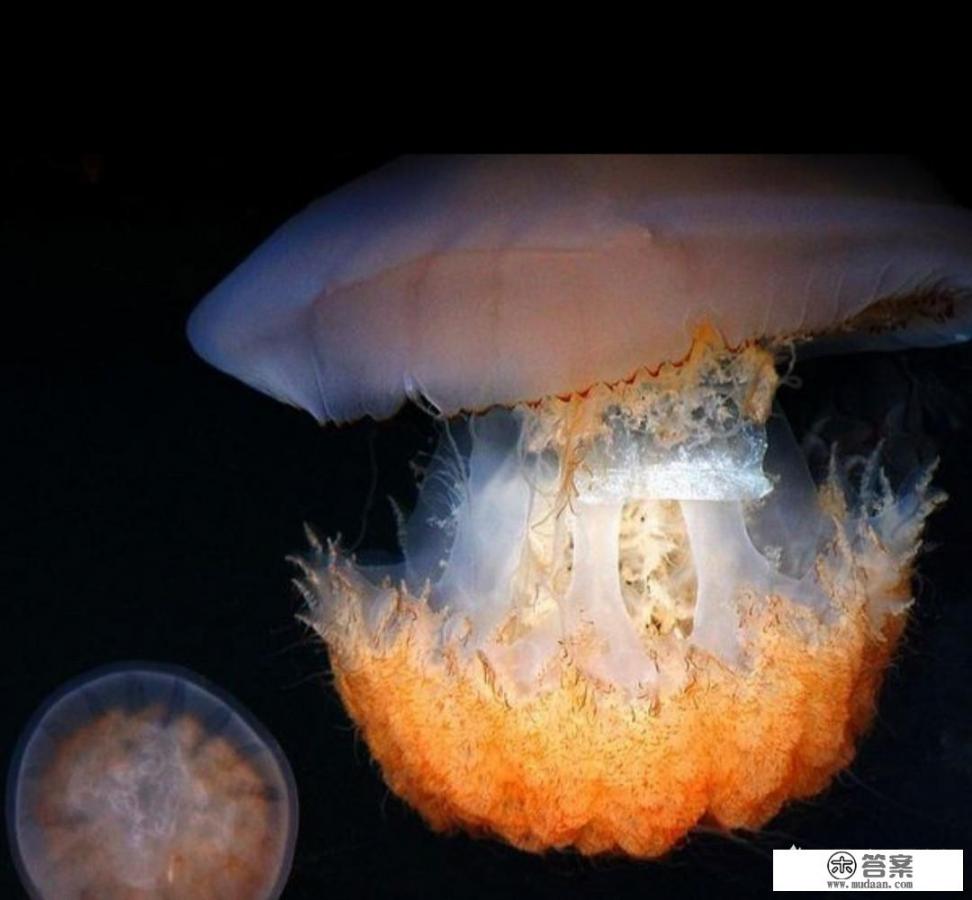 海蜇是什么样? 海蜇是什么样?