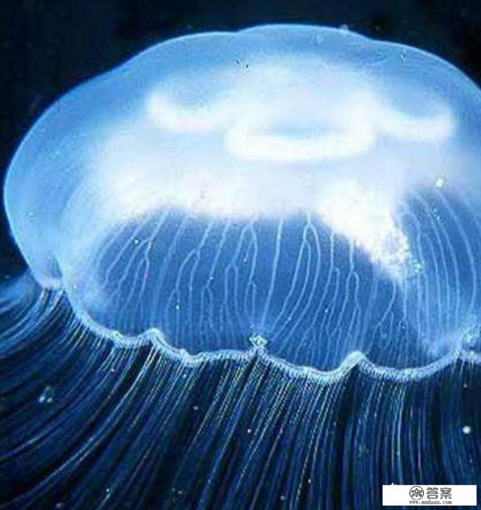 海蜇是什么样? 海蜇是什么样?