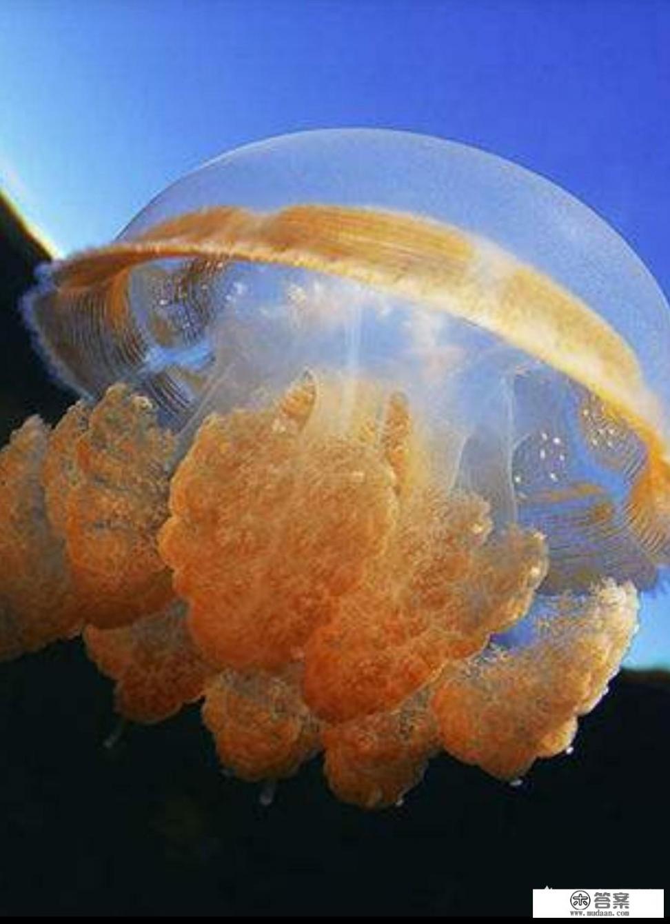 海蜇是什么样? 海蜇是什么样?