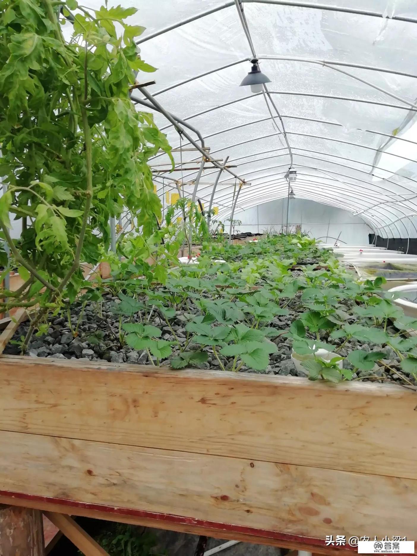 有谁知道“轻食”是什么意思? 有谁知道“轻食”是什么意思?