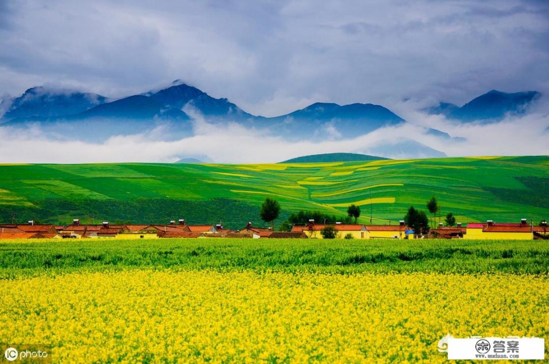 青海油菜花发朋友圈的文案？