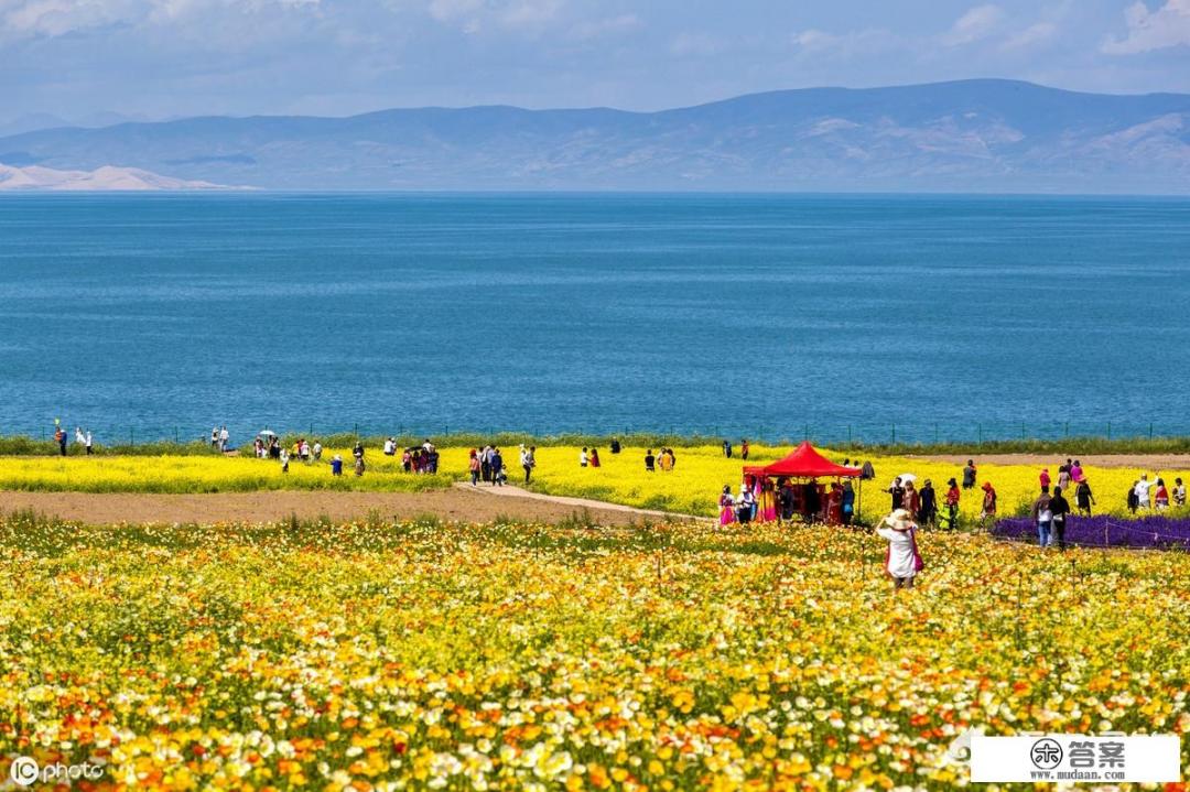 青海油菜花发朋友圈的文案？